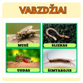 VABZDŽIŲ KORTELĖS