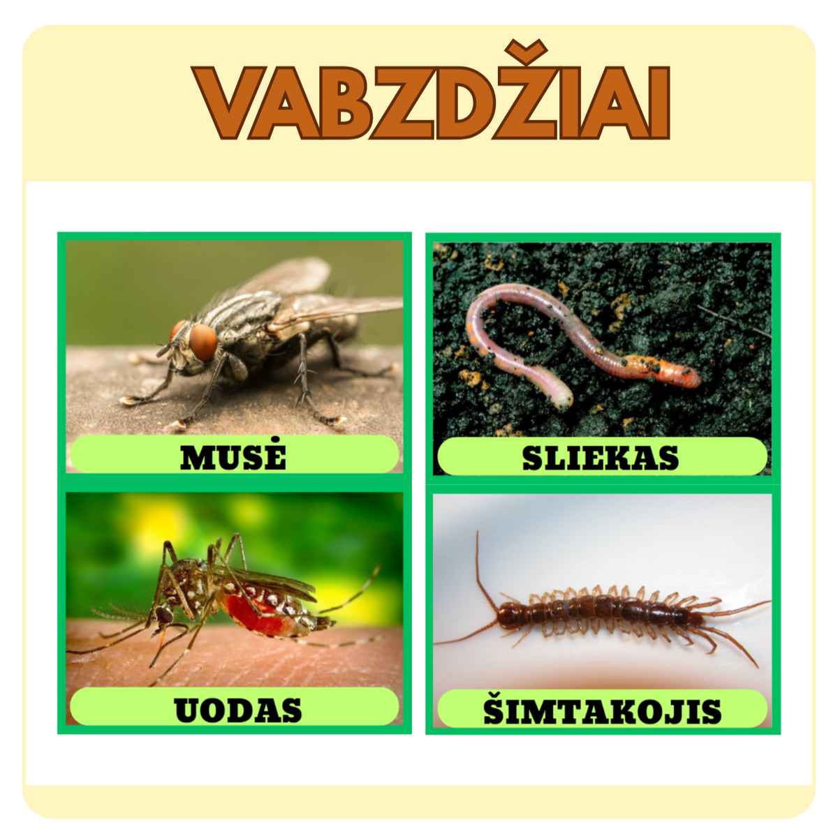 VABZDŽIŲ KORTELĖS