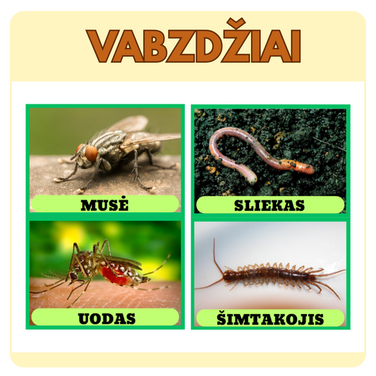 VABZDŽIŲ KORTELĖS