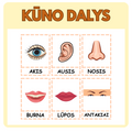 KŪNO DALYS