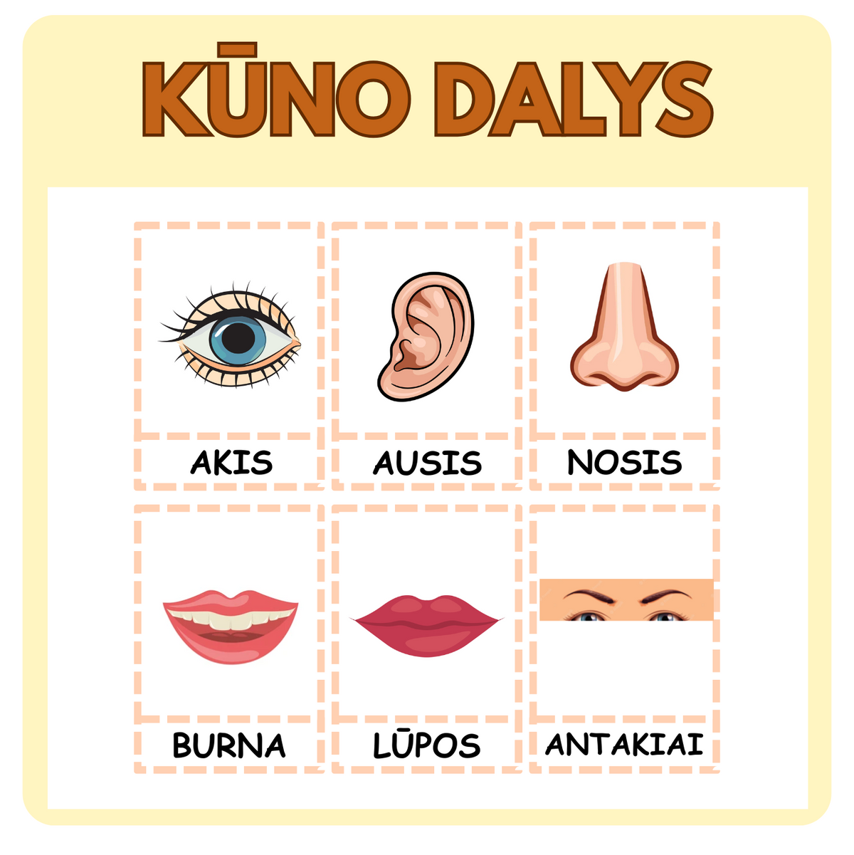 KŪNO DALYS