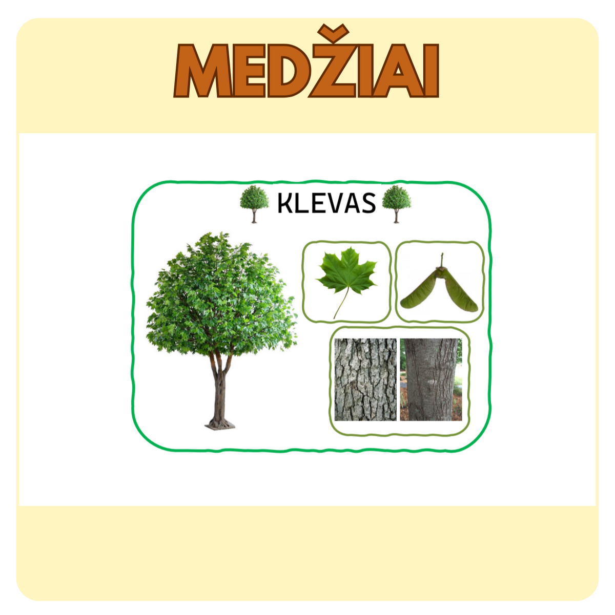 MEDŽIŲ KORTELĖS